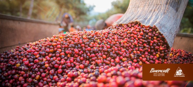 哥伦比亚11月咖啡产量增长16%，但出口小幅减少